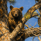 Above the Timber - NEW!