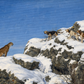 Cliffside Standoff- NEW!