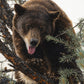 Pine King - NEW!