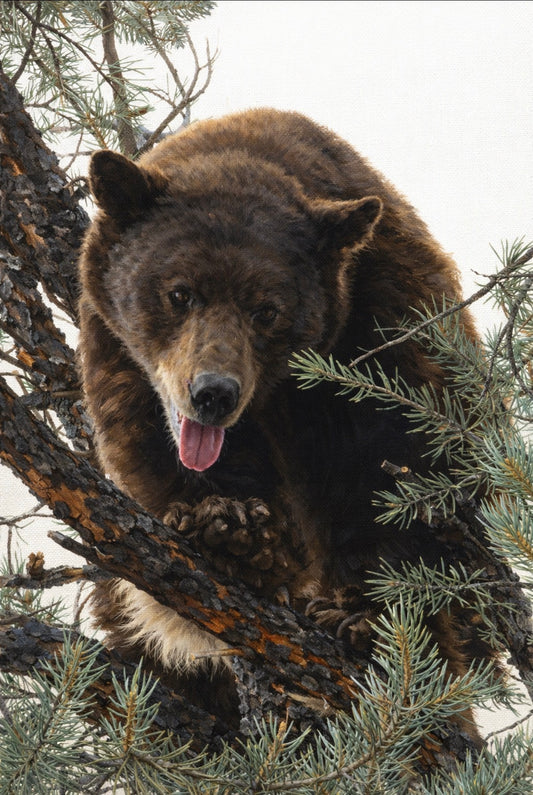 Pine King - Coming Soon