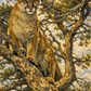 Pine Predator - NEW!